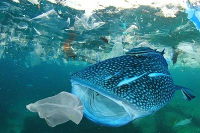 世界上最大的塑料垃圾场,不在陆地,在海洋,最终还是会还给人类